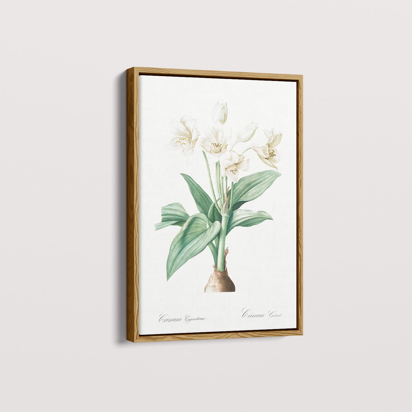 Quadro Floral Vintage - Crinum