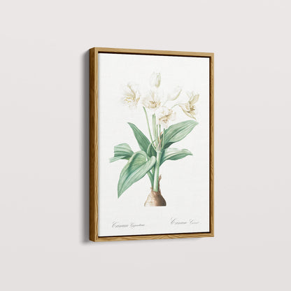 Quadro Floral Vintage - Crinum