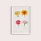 Flores