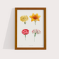 Flores