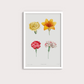 Flores