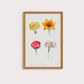 Flores