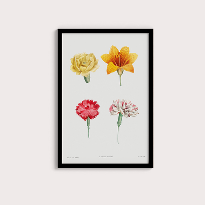 Flores