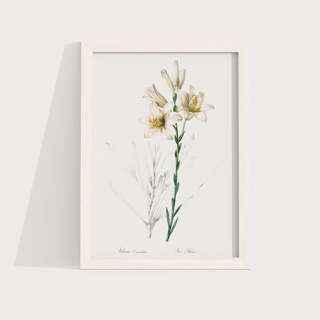 Lily II
