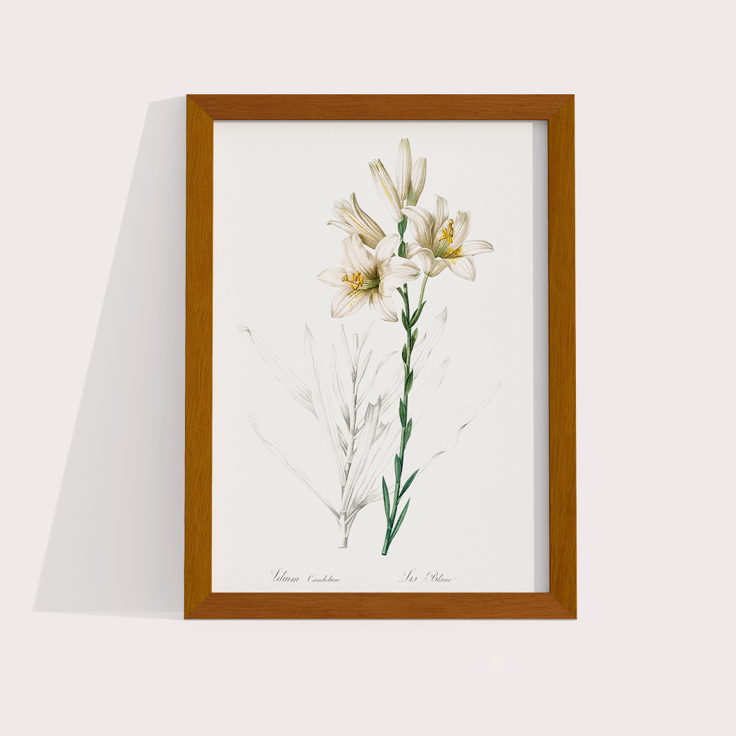 Lily II