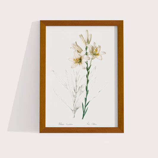 Composição White Flowers