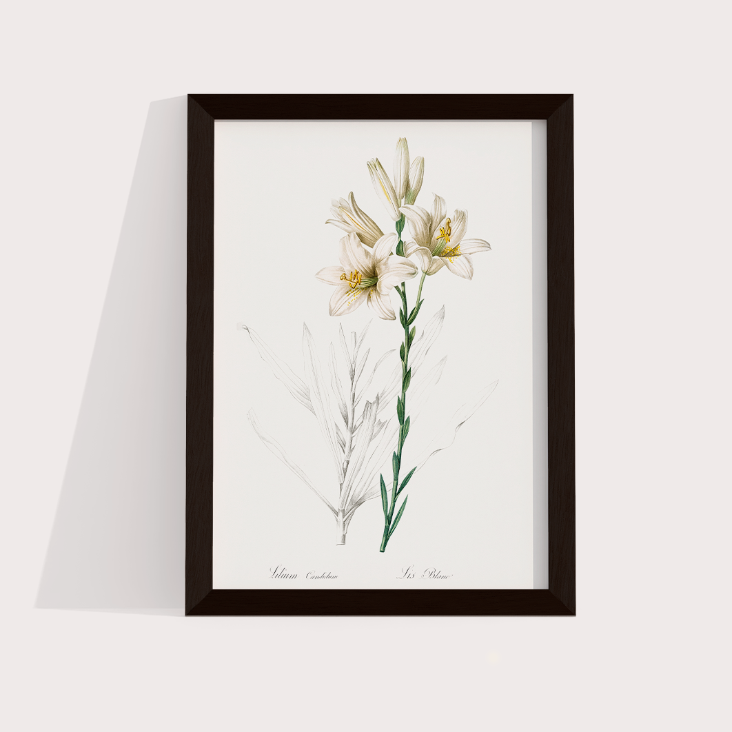 Lily II
