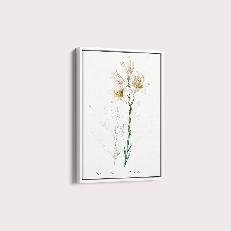 Lily II