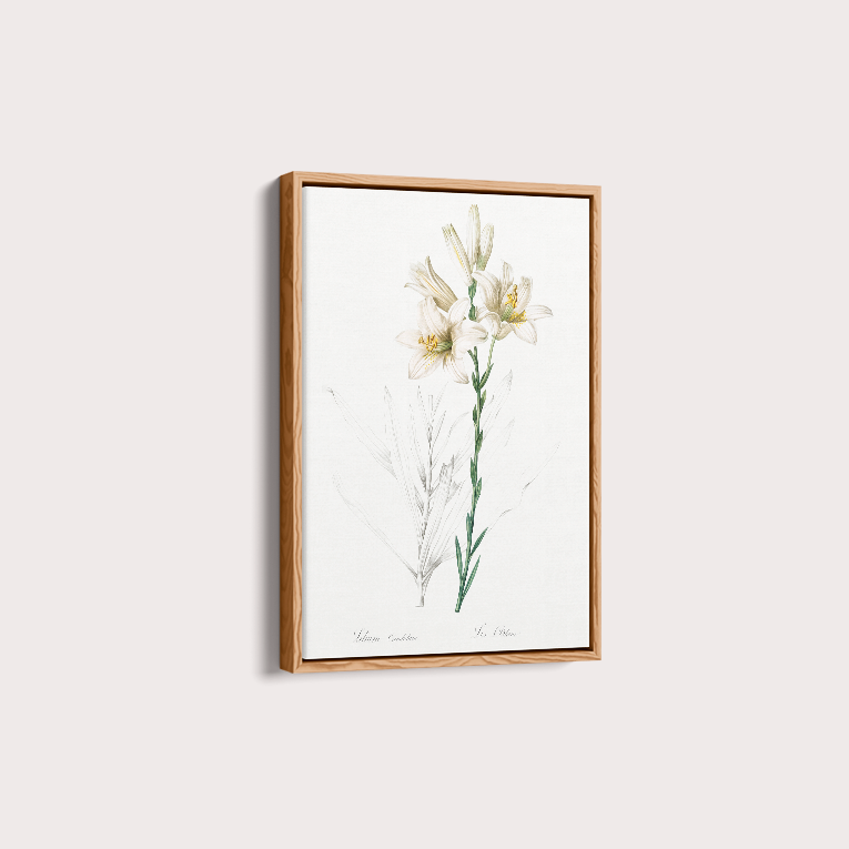 Lily II