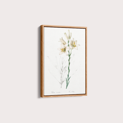 Lily II