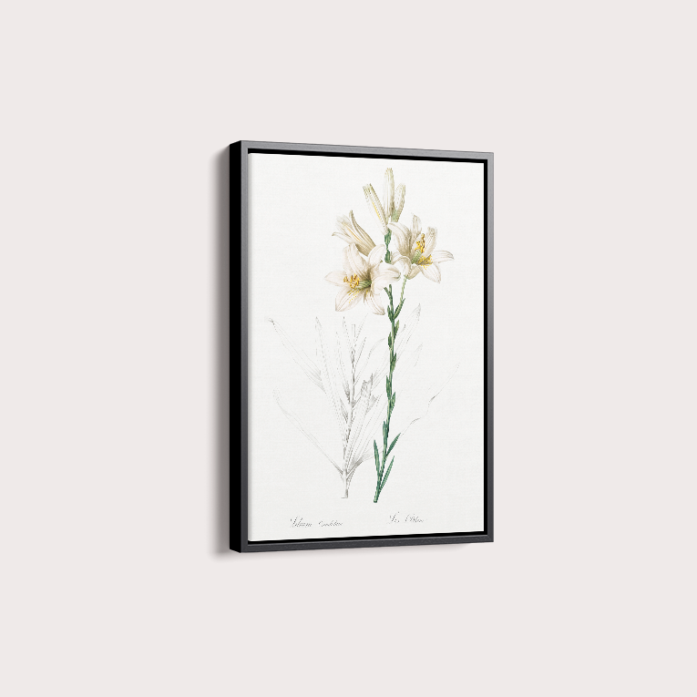 Lily II