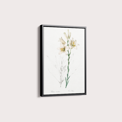 Lily II