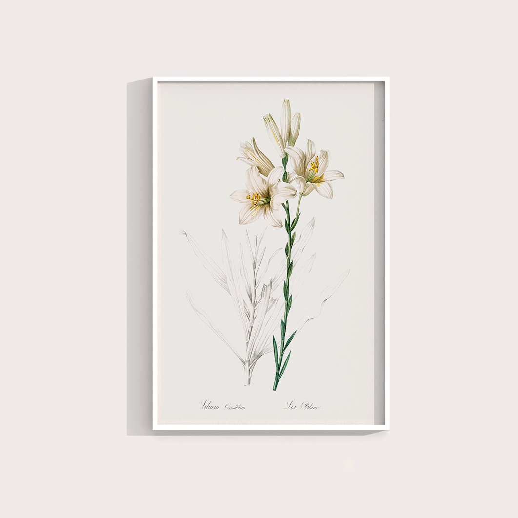 Lily II