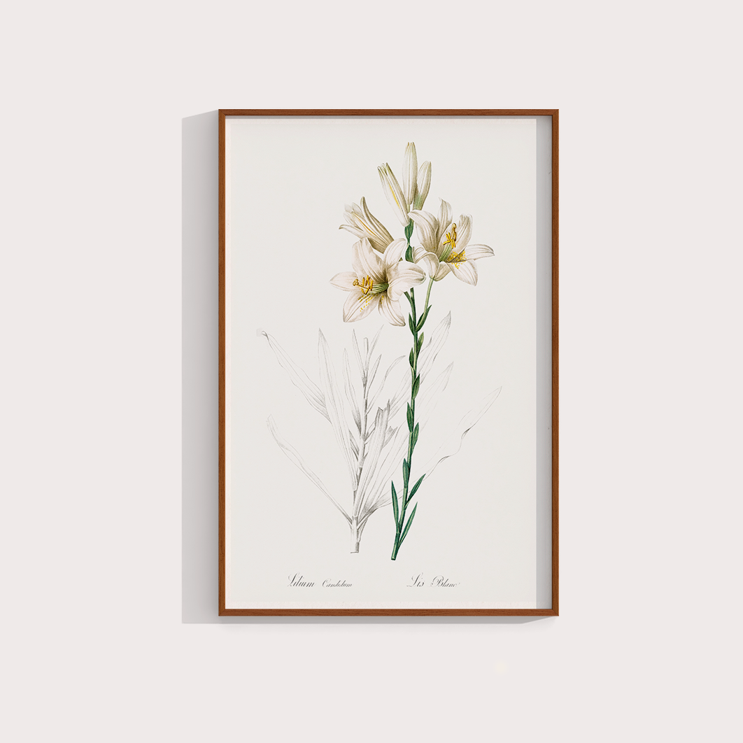 Lily II