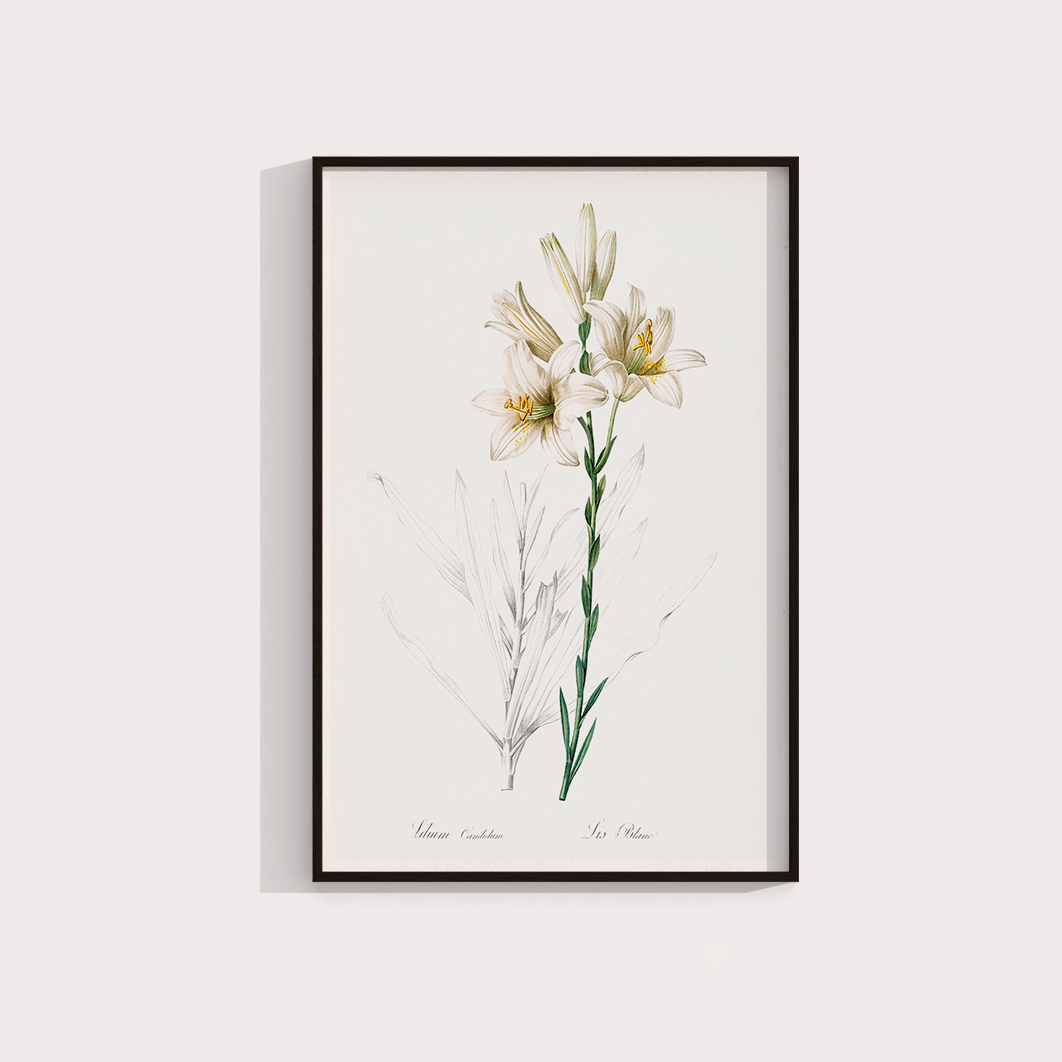 Lily II