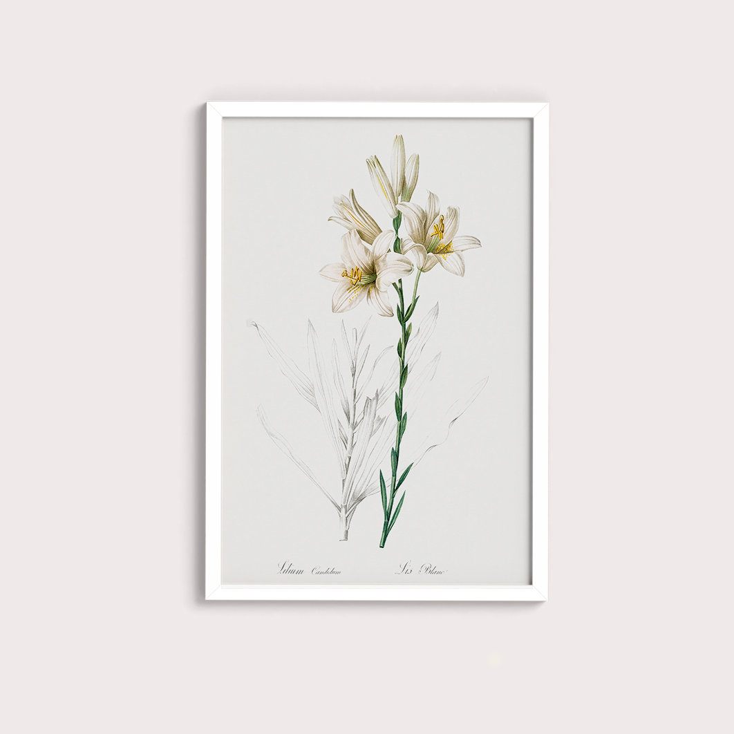 Lily II