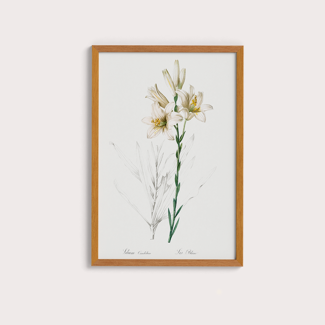Lily II