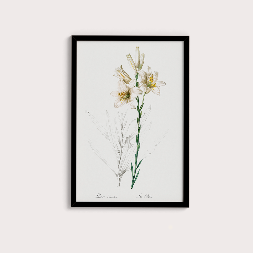 Lily II