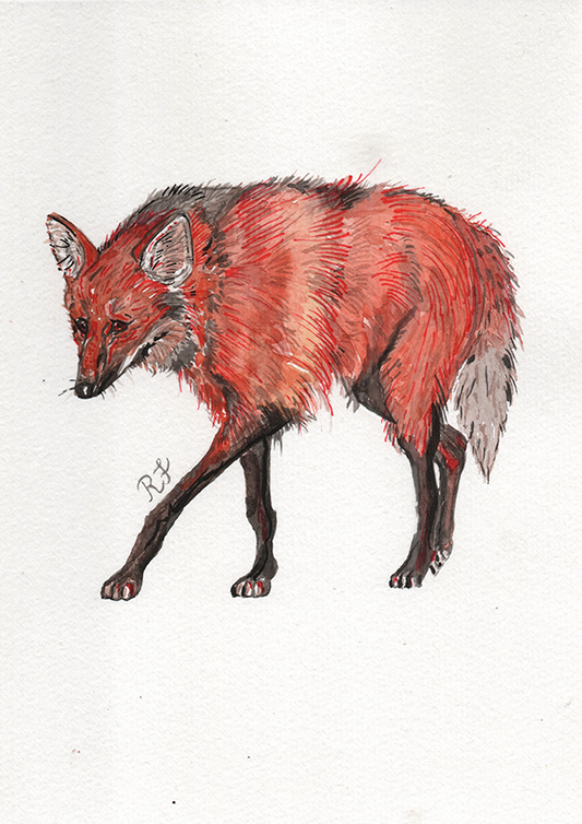 Quadro Lobo Guará por aquarelando