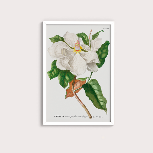 Magnolia