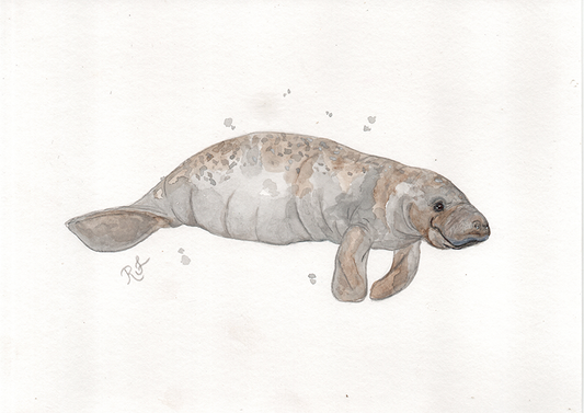 Quadro Peixe boi por Rayana Karoline