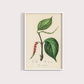 Black Pepper Vintage