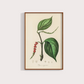 Black Pepper Vintage