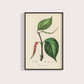 Black Pepper Vintage
