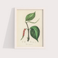Black Pepper Vintage
