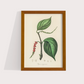 Black Pepper Vintage
