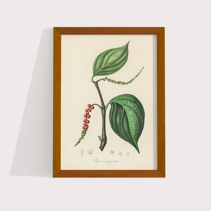 Black Pepper Vintage