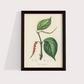Black Pepper Vintage