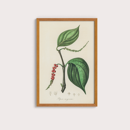 Black Pepper Vintage