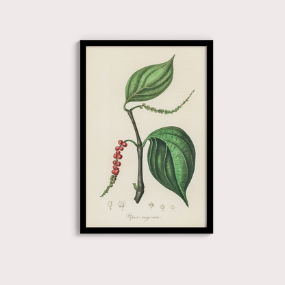 Black Pepper Vintage
