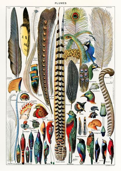 Plumas