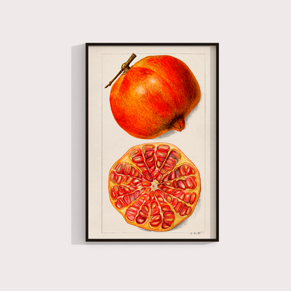 Romã Vintage - LARTESTUDIO