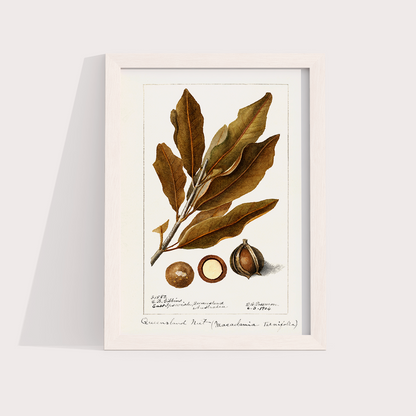 Macadâmia Vintage
