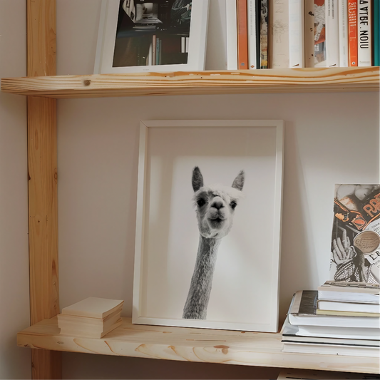 Quadro foto Alpaca B&W