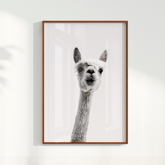 Quadro foto Alpaca B&W