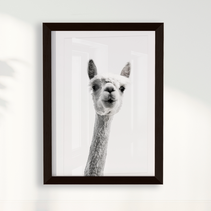 Alpaca B&W