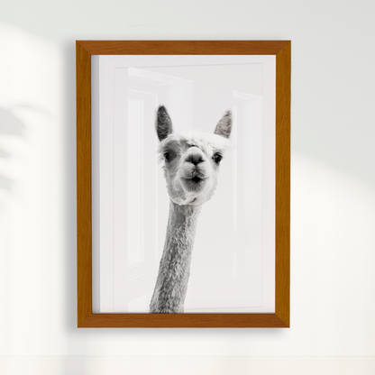 Alpaca B&W