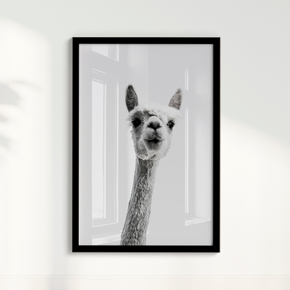 Alpaca B&W