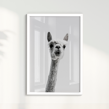 Alpaca B&W