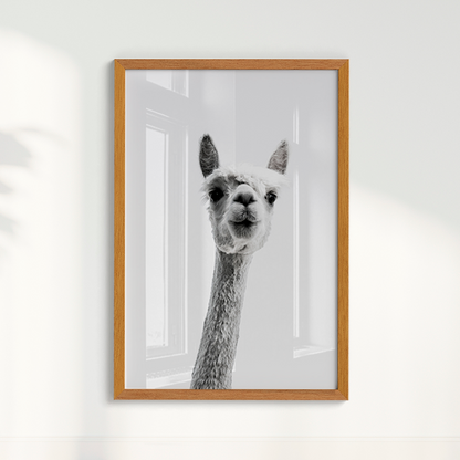 Alpaca B&W