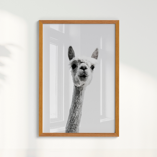 Quadro foto Alpaca B&W