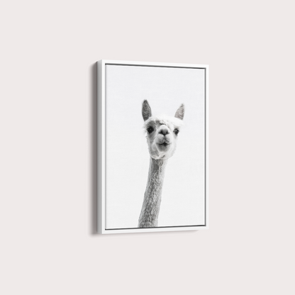 Alpaca B&W