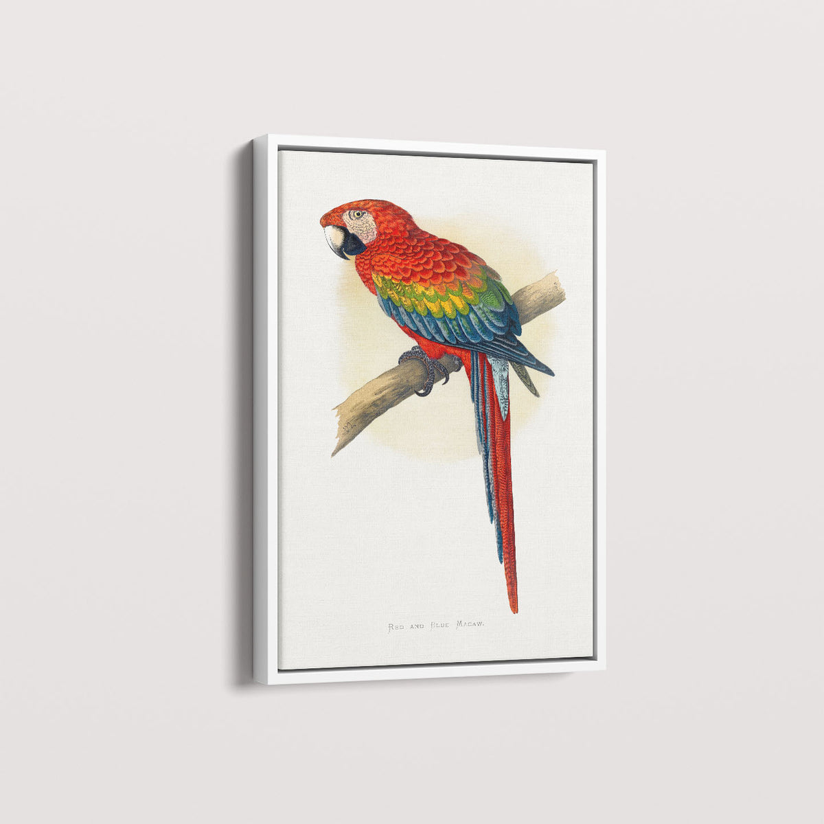 Quadro Arara Vermelha