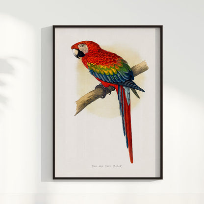 Quadro Arara Vermelha