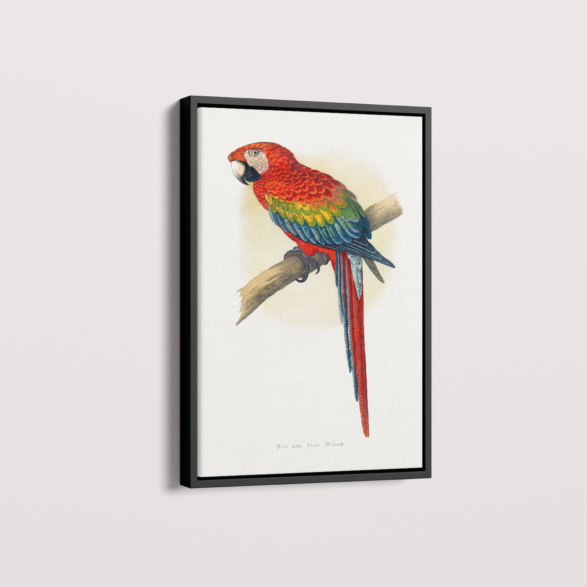 Quadro Arara Vermelha