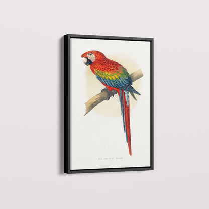 Quadro Arara Vermelha
